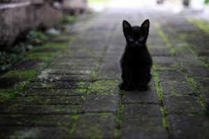 Gatti neri: le razze più diffuse e conosciute