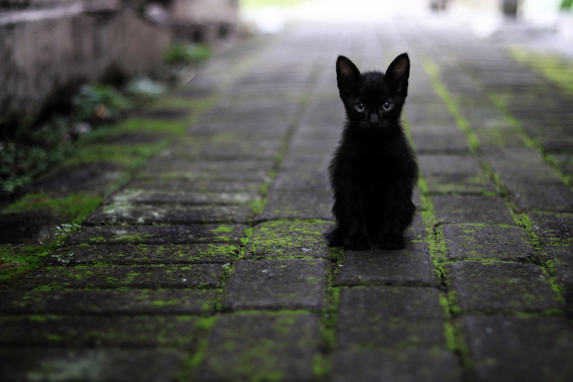 razze di gatti neri più conosciute da acquistare