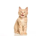 Prendersi cura di un gatto: come fare e consigli preziosi