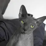 Razze di gatti con la S