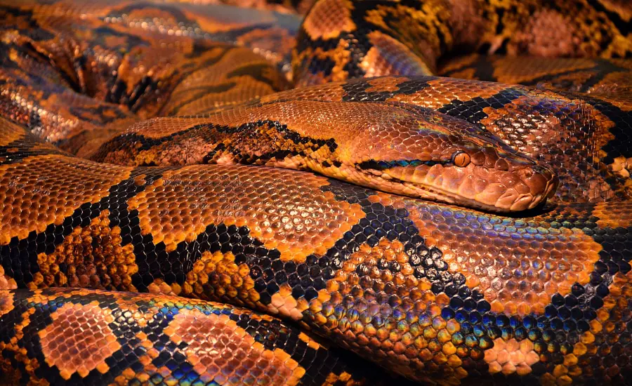Come nutrire un serpente: cibi e abitudini da seguire