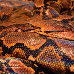Come nutrire un serpente: cibi e abitudini da seguire