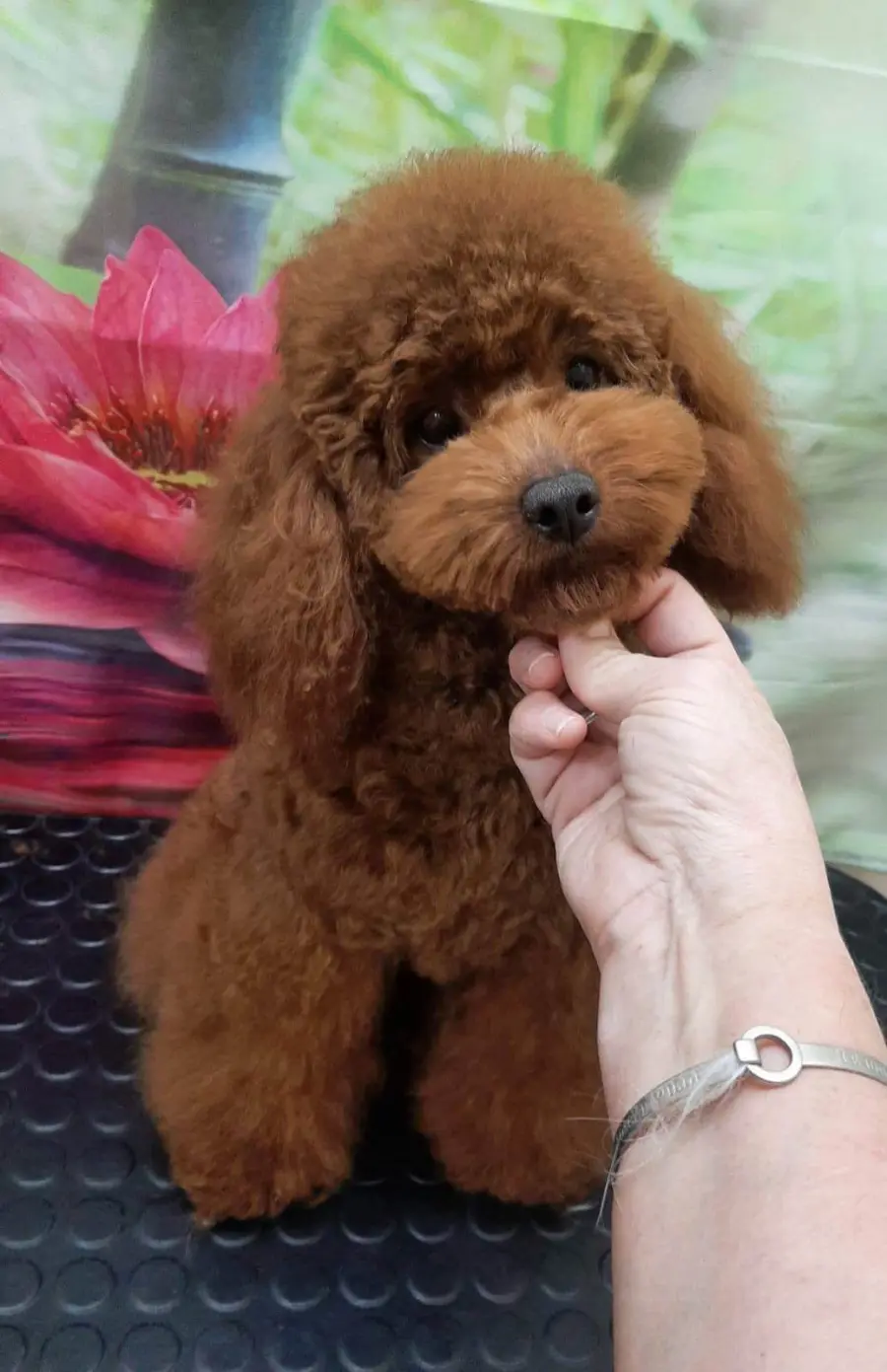 Alimentazione del Barboncino Toy: Guida Completa per Salute e Benessere