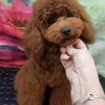 Alimentazione del Barboncino Toy: Guida Completa per Salute e Benessere