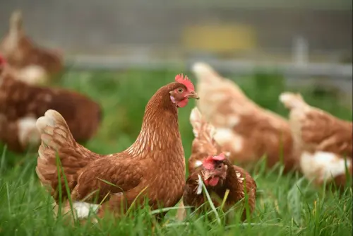 Come allevare le galline per gestire un pollaio