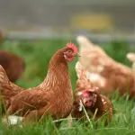 Come allevare le galline per gestire un pollaio