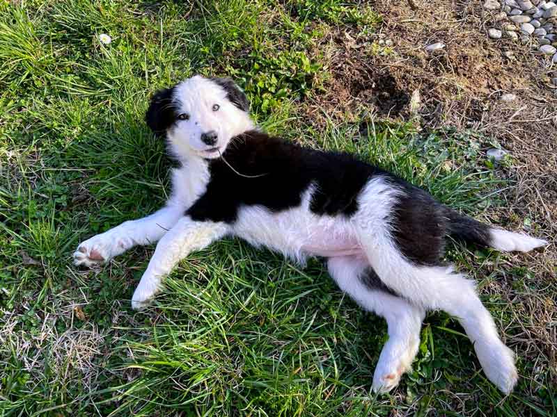 Il Border Collie: Una razza adatta a tutti? Scopriamo insieme