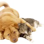 Zecche: come toglierle dal cane